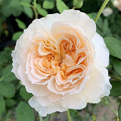 Amazon.co.jp: バラ苗 【ミモザ】 (大苗) フロリバンダ 四季咲き 中輪